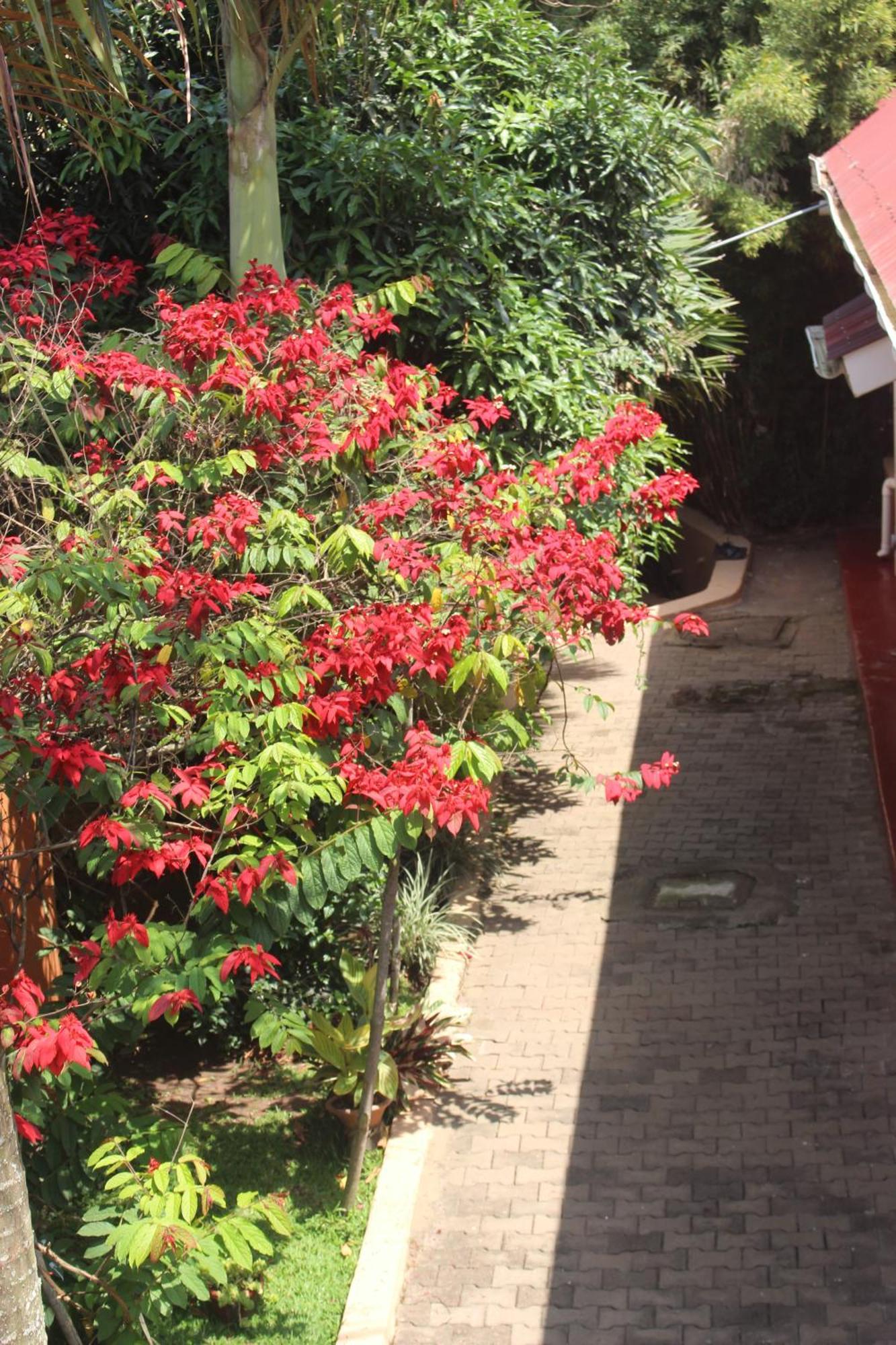 Montane Safaris Hotel Fort Portal Eksteriør bilde